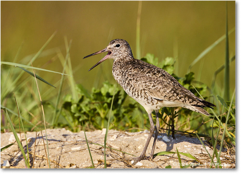 Willet_ChincoNWR_2024Jun_R5A24251