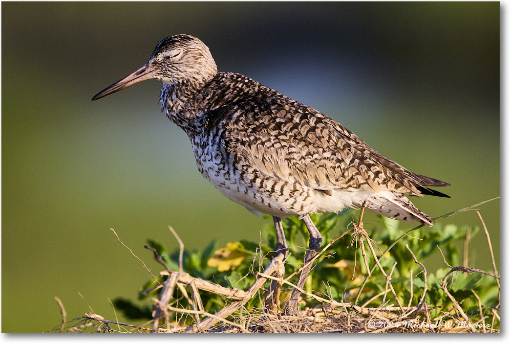 Willet_ChincoNWR_2024Jun_R5A24380