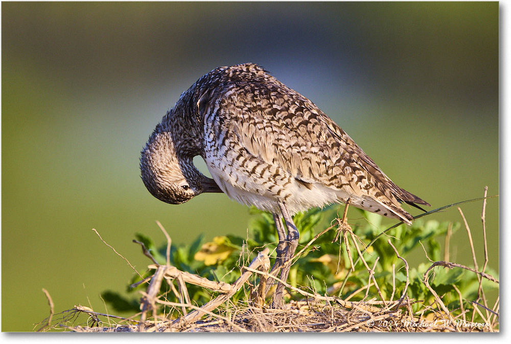 Willet_ChincoNWR_2024Jun_R5A24383