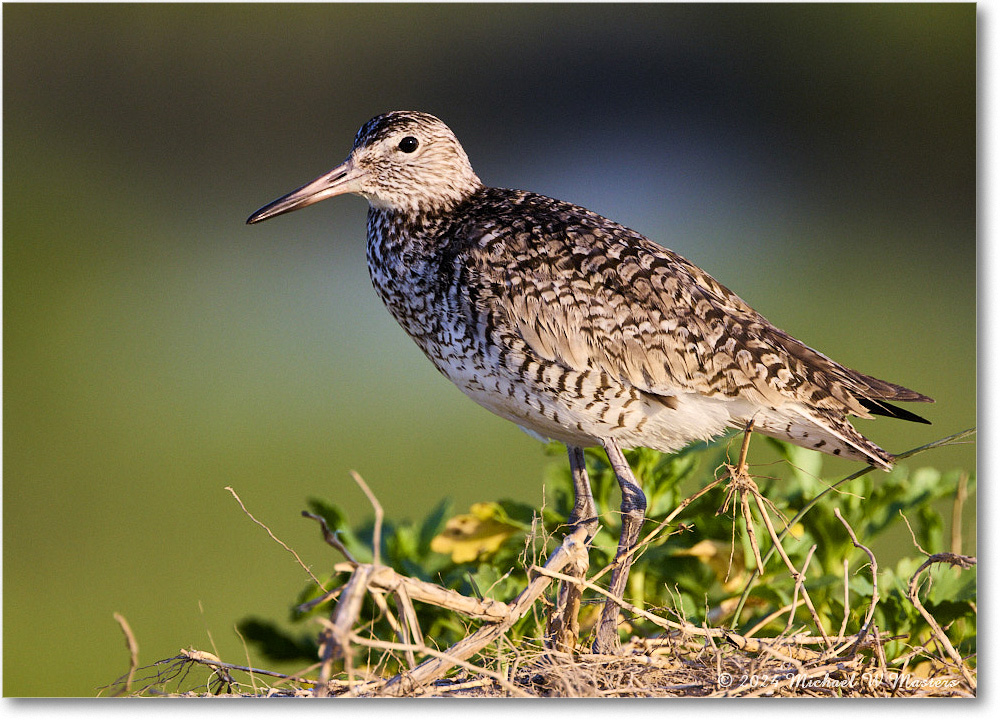 Willet_ChincoNWR_2024Jun_R5A24391