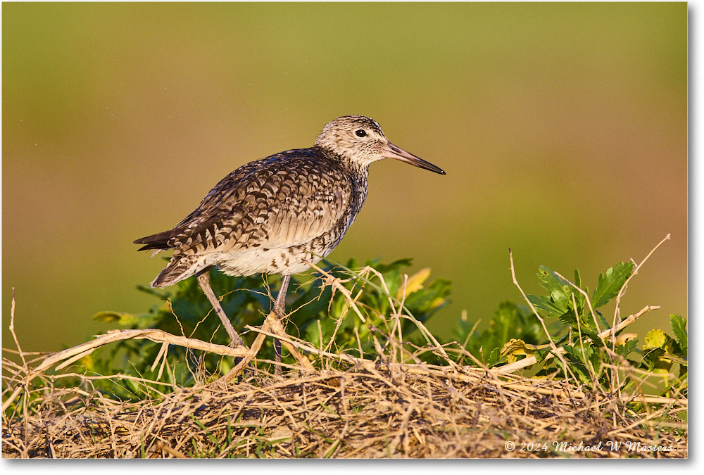 Willet_ChincoNWR_2024Jun_R5B28213