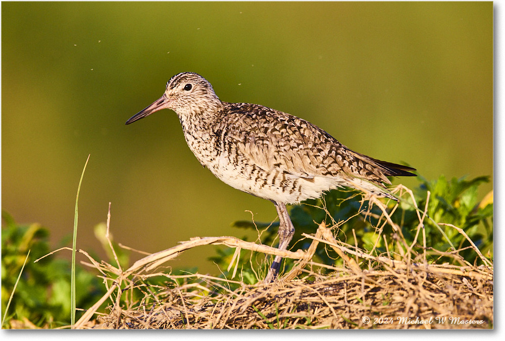 Willet_ChincoNWR_2024Jun_R5B28225