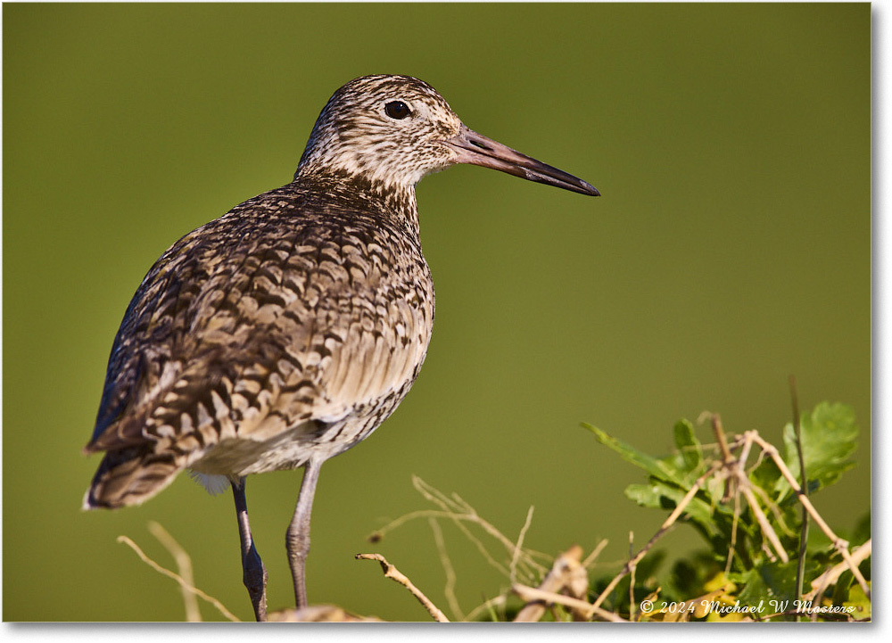 Willet_ChincoNWR_2024Jun_R5B28259