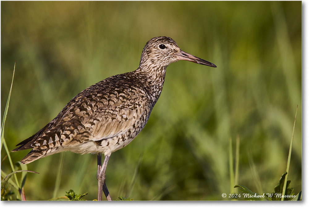 Willet_ChincoNWR_2024Jun_R5B28266