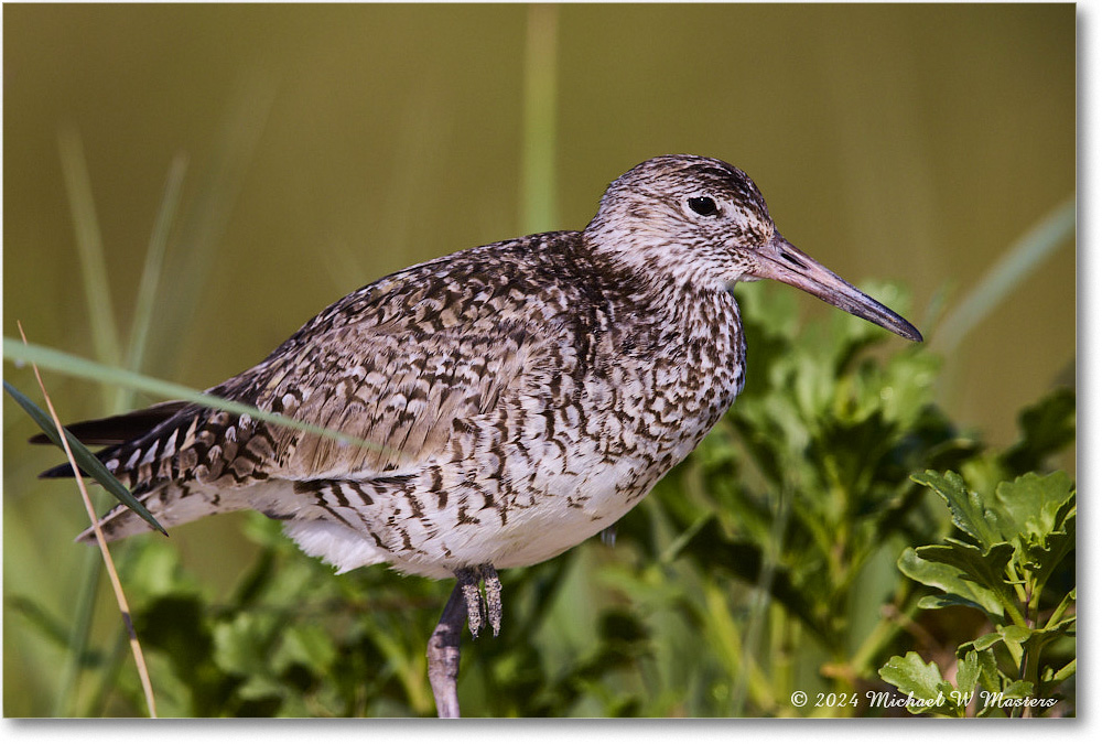 Willet_ChincoNWR_2024Jun_R5B30111