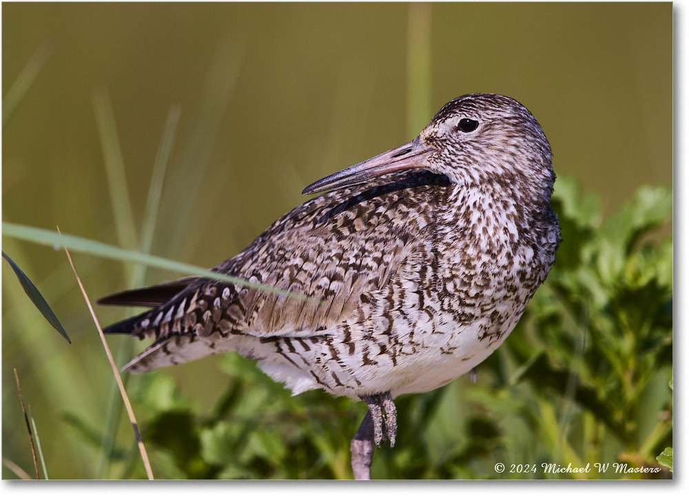 Willet_ChincoNWR_2024Jun_R5B30131