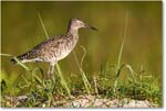 Willet_ChincoNWR_2024Jun_R5A23349