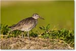 Willet_ChincoNWR_2024Jun_R5A23539