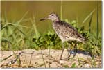 Willet_ChincoNWR_2024Jun_R5A24247