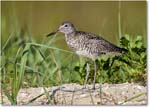 Willet_ChincoNWR_2024Jun_R5A24286