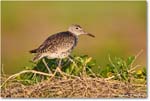 Willet_ChincoNWR_2024Jun_R5B28213