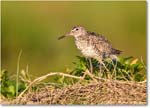 Willet_ChincoNWR_2024Jun_R5B28217