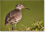 Willet_ChincoNWR_2024Jun_R5B28259