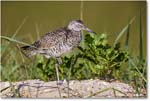 Willet_ChincoNWR_2024Jun_R5B30079