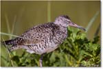 Willet_ChincoNWR_2024Jun_R5B30132