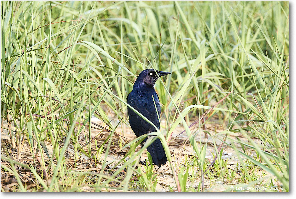BoattailGrackle_Assateague_2025Jun_R5D01691