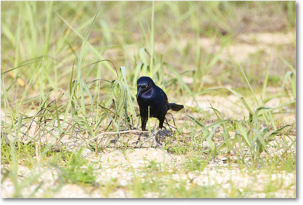 BoattailGrackle_Assateague_2025Jun_R5D01698