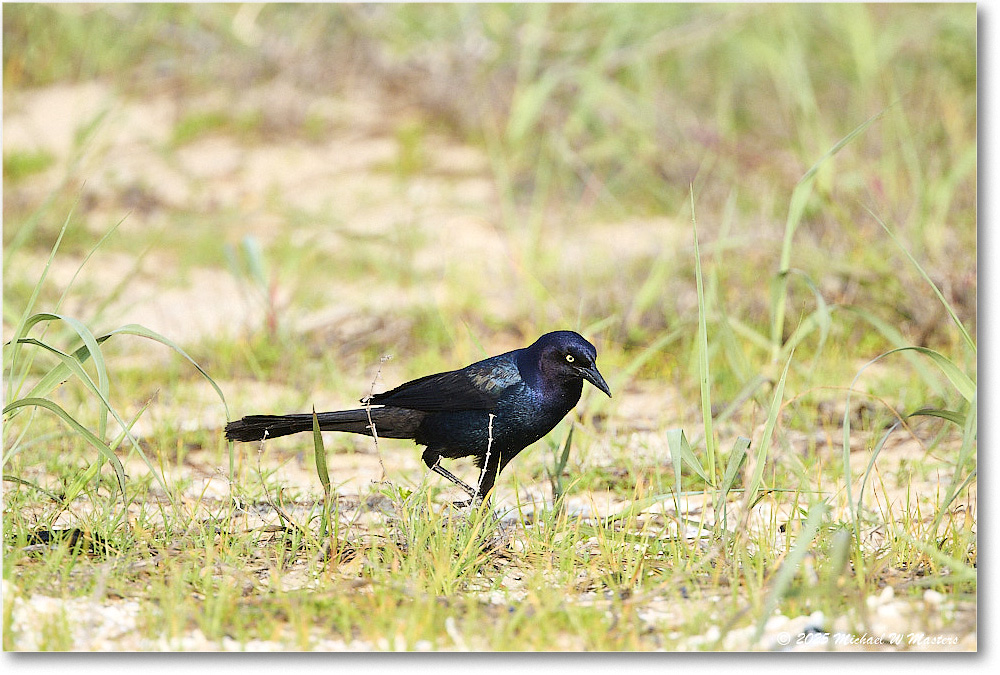 BoattailGrackle_Assateague_2025Jun_R5D01700