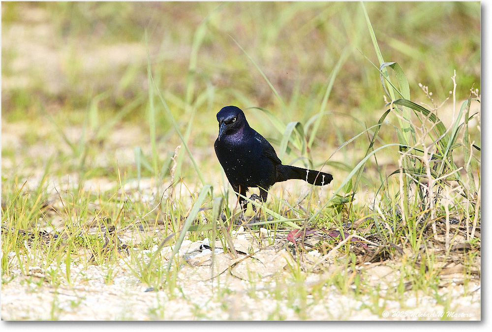 BoattailGrackle_Assateague_2025Jun_R5D01702