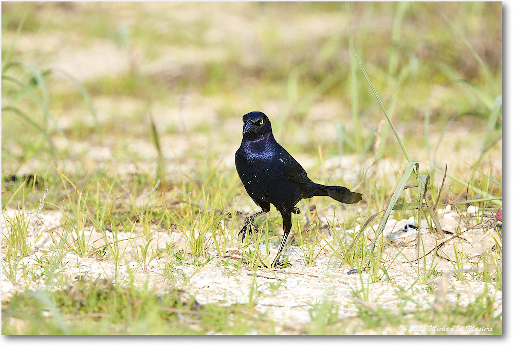 BoattailGrackle_Assateague_2025Jun_R5D01704