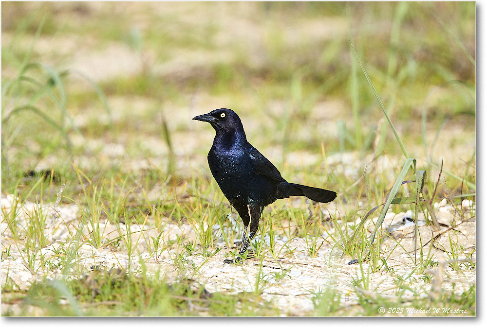 BoattailGrackle_Assateague_2025Jun_R5D01705