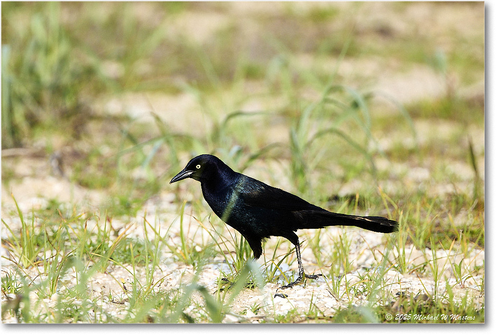 BoattailGrackle_Assateague_2025Jun_R5D01707