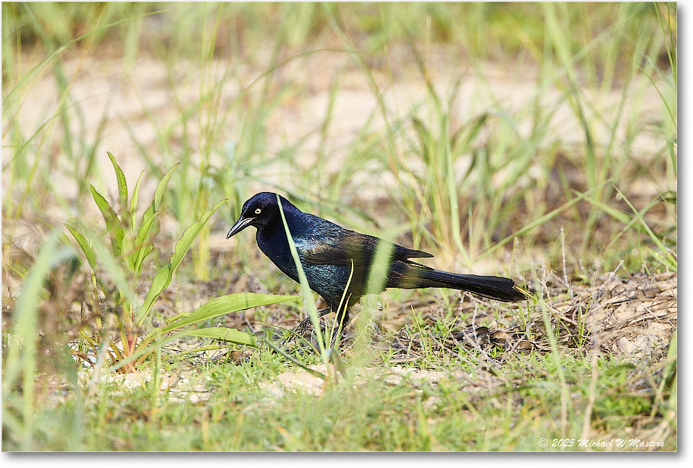 BoattailGrackle_Assateague_2025Jun_R5D01711