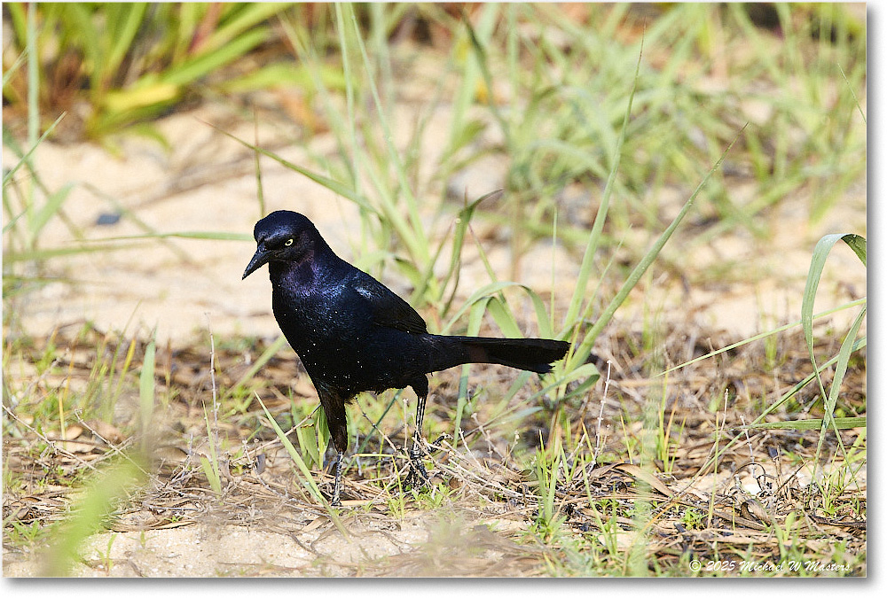 BoattailGrackle_Assateague_2025Jun_R5D01713