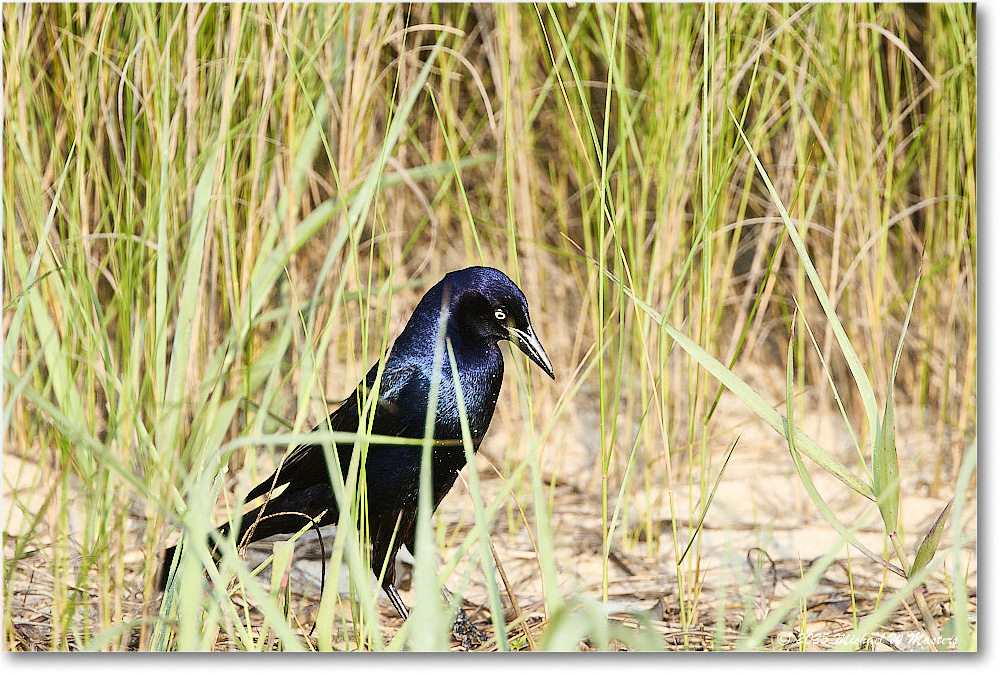 BoattailGrackle_Assateague_2025Jun_R5D01719