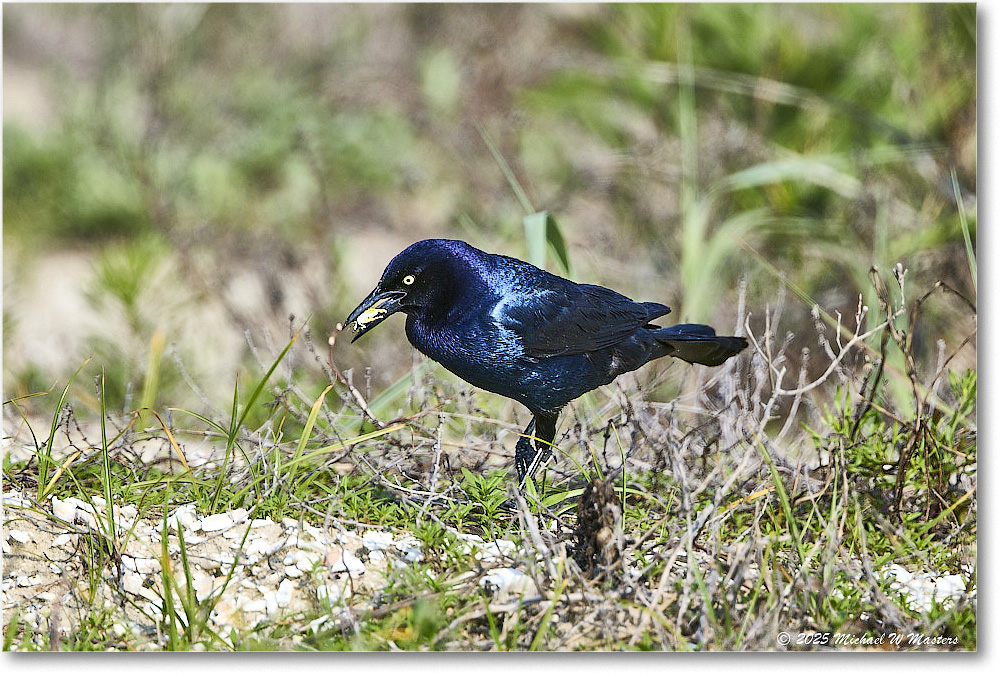 BoattailGrackle_Assateague_2025Jun_R5D01801