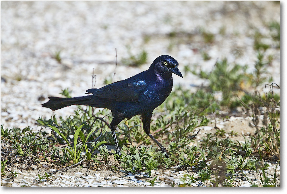 BoattailGrackle_Assateague_2025Jun_R5D01802