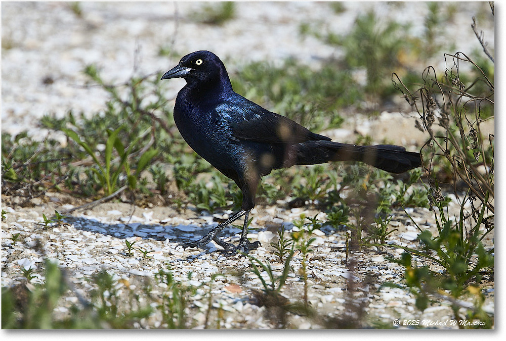 BoattailGrackle_Assateague_2025Jun_R5D01806