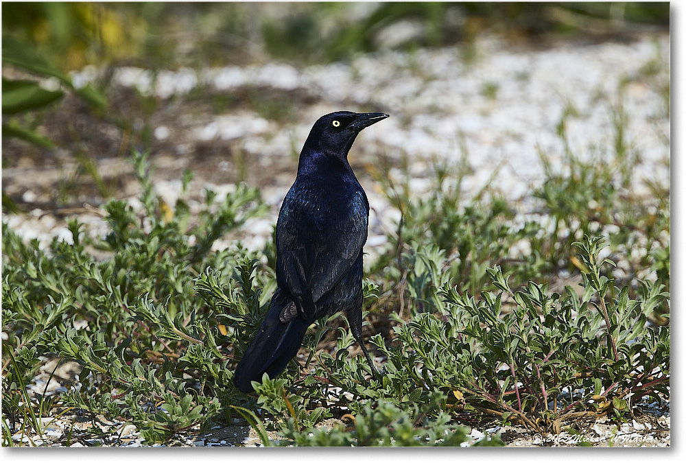 BoattailGrackle_Assateague_2025Jun_R5D01814
