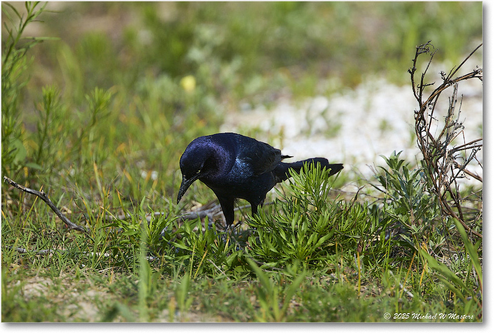 BoattailGrackle_Assateague_2025Jun_R5D01818