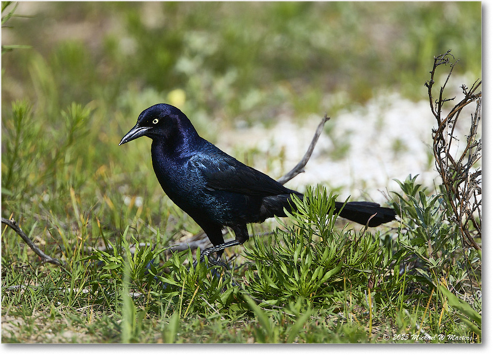 BoattailGrackle_Assateague_2025Jun_R5D01821