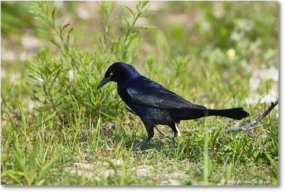 BoattailGrackle_Assateague_2025Jun_R5D01822