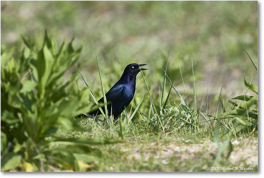 BoattailGrackle_Assateague_2025Jun_R5D01823