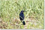 BoattailGrackle_Assateague_2025Jun_R5D01691
