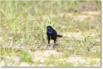 BoattailGrackle_Assateague_2025Jun_R5D01698