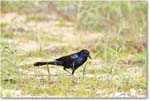 BoattailGrackle_Assateague_2025Jun_R5D01700