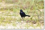 BoattailGrackle_Assateague_2025Jun_R5D01702