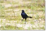 BoattailGrackle_Assateague_2025Jun_R5D01704
