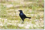BoattailGrackle_Assateague_2025Jun_R5D01705