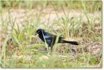 BoattailGrackle_Assateague_2025Jun_R5D01711