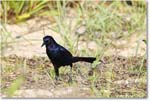 BoattailGrackle_Assateague_2025Jun_R5D01713