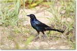 BoattailGrackle_Assateague_2025Jun_R5D01715