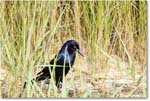 BoattailGrackle_Assateague_2025Jun_R5D01719