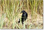 BoattailGrackle_Assateague_2025Jun_R5D01722