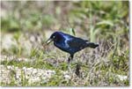 BoattailGrackle_Assateague_2025Jun_R5D01801