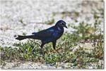 BoattailGrackle_Assateague_2025Jun_R5D01802